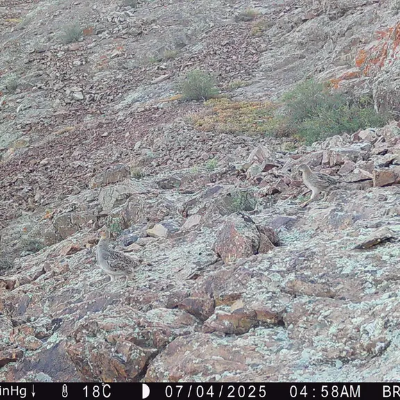 A photograph of a Pallas's cat from Janator [new] camera trap
