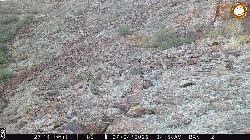A photograph of a Pallas's cat from Janator [new] camera trap