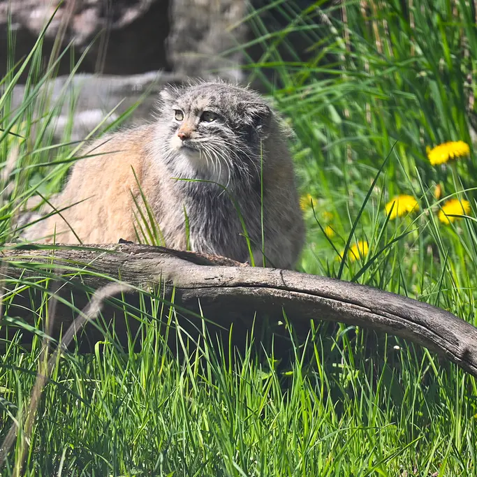 A photograph of Mimi in Korkeasaari Zoo