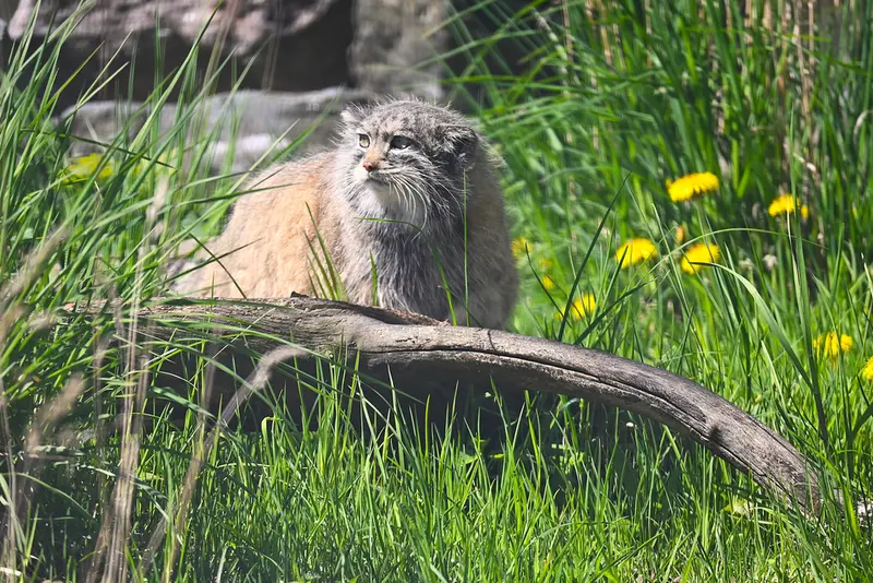 A photograph of Mimi in Korkeasaari Zoo