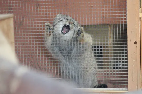 A photograph of Lev in Saitama Children's Zoo
