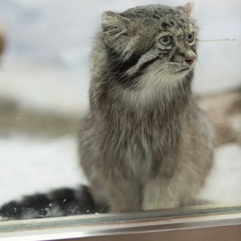 A photograph of Klyon in Ueno Zoological Gardens