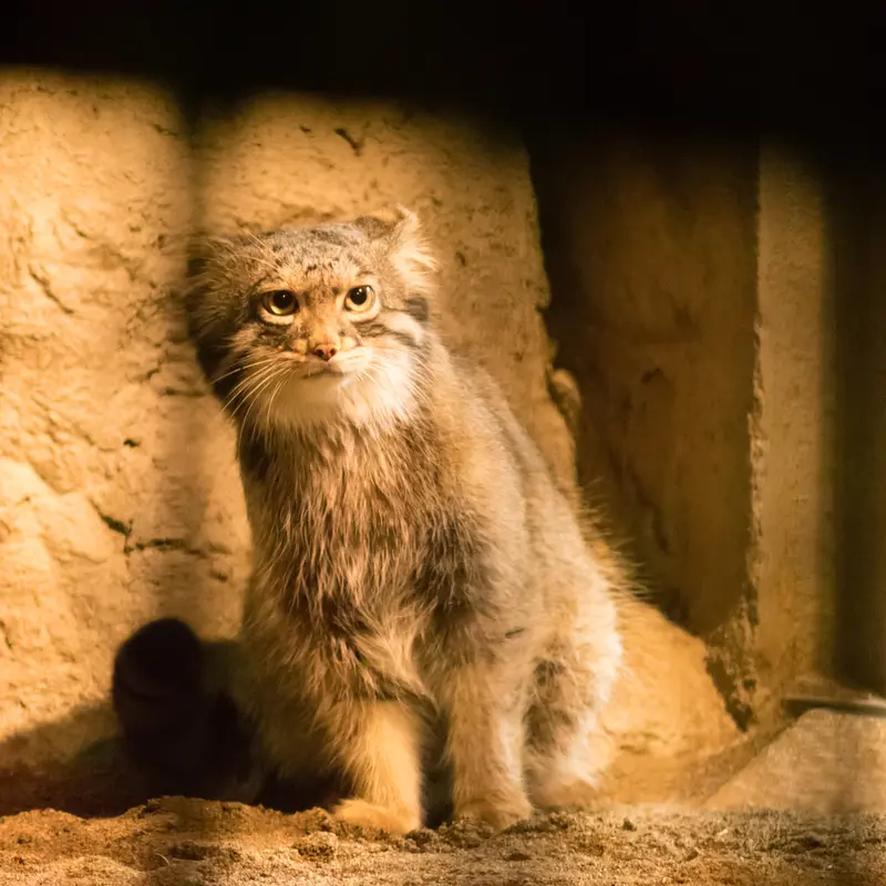A photograph of Figa in Nogeyama Zoo
