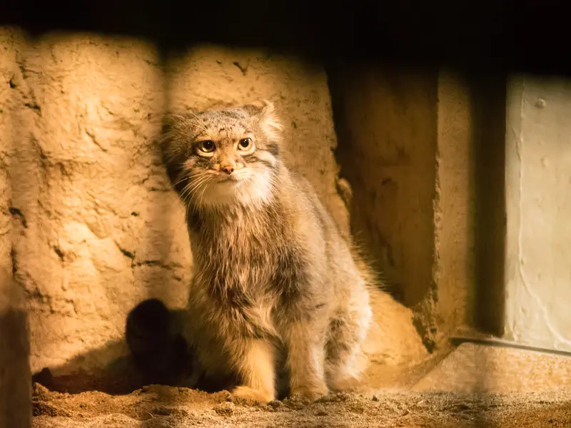 A photograph of Figa in Nogeyama Zoo