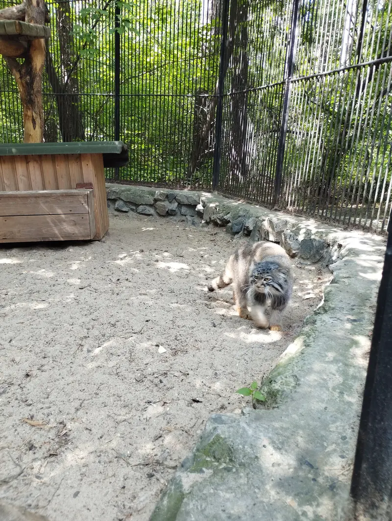 A photograph of a Pallas's cat in Novosibirsk Zoo