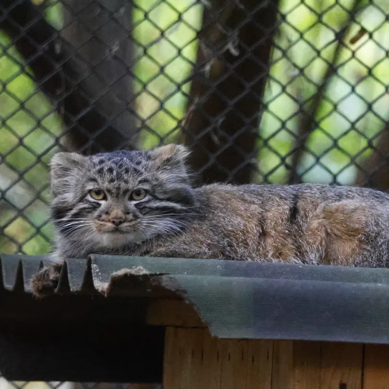 A photograph of Son of Adele b.2026 Ⅰ in Novosibirsk Zoo