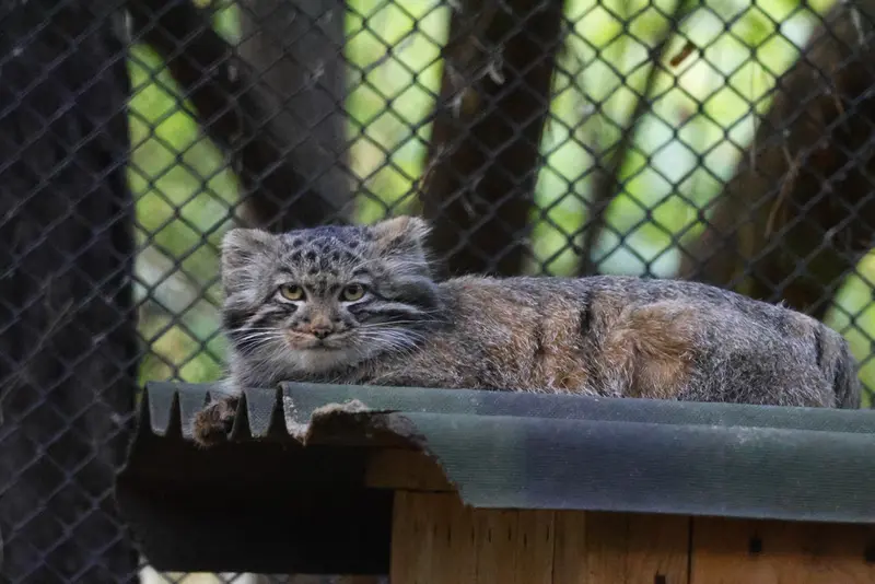 A photograph of a Pallas's cat in Novosibirsk Zoo