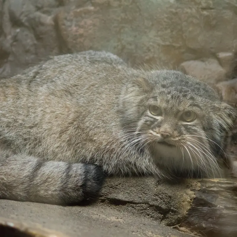 A photograph of Shafran in Ueno Zoological Gardens