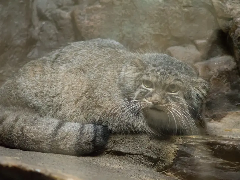 A photograph of Shafran in Ueno Zoological Gardens