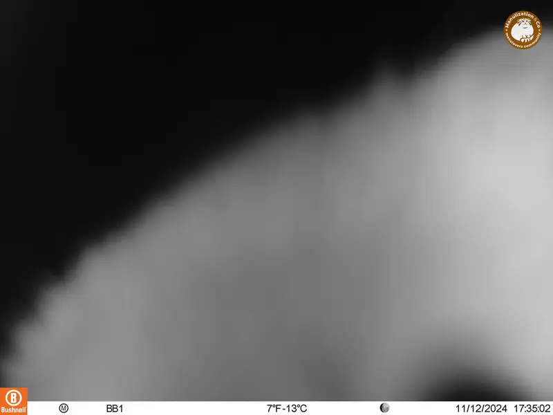 A photograph of Beech marten from Aktas-Kunkora camera trap