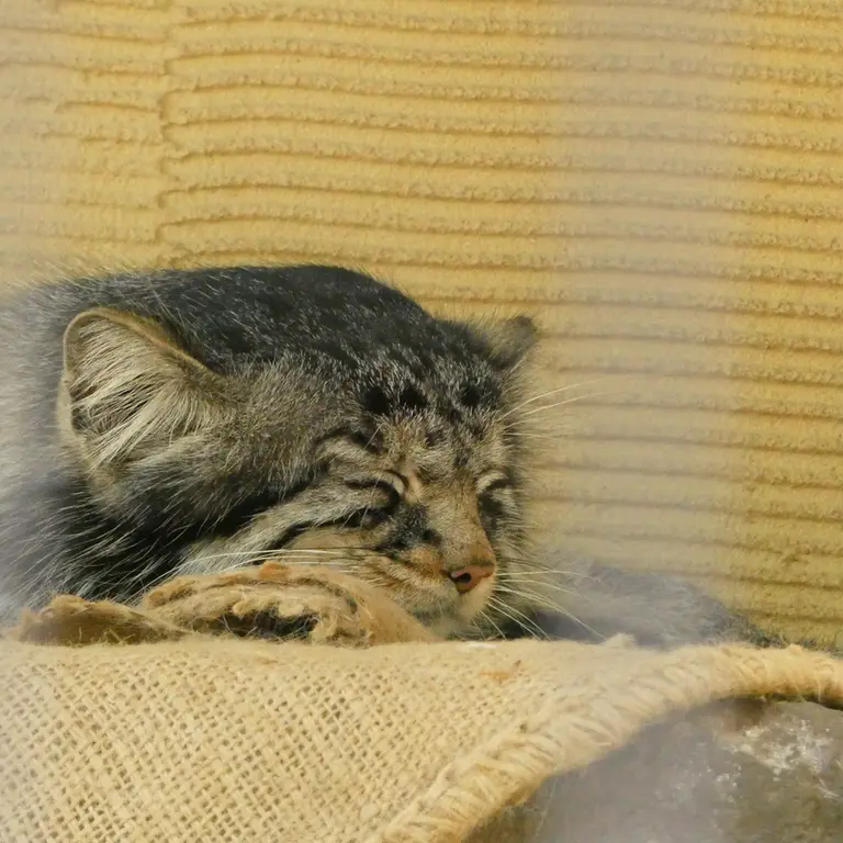 A photograph of Hide in Asahiyama Zoo