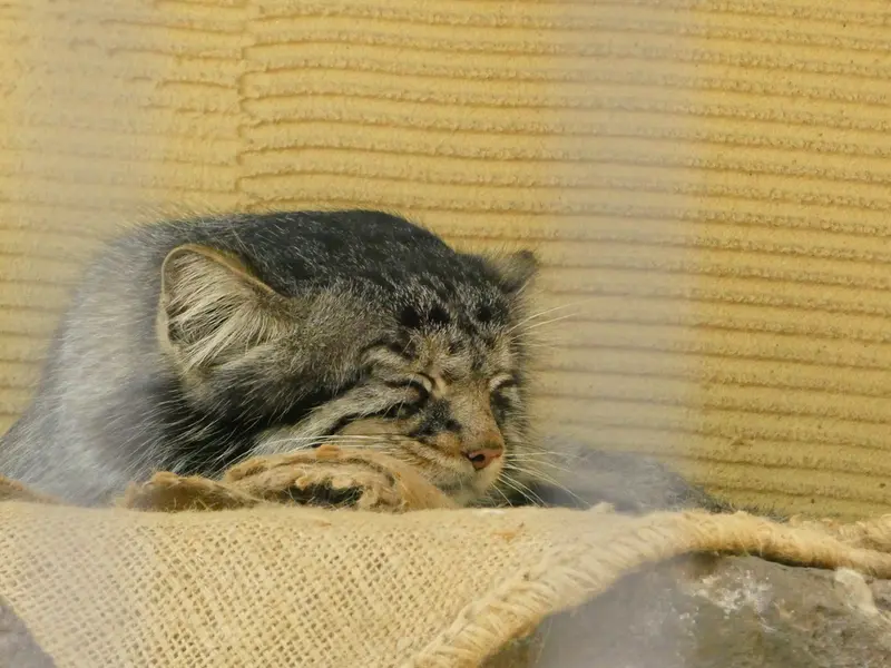 A photograph of Hide in Asahiyama Zoo