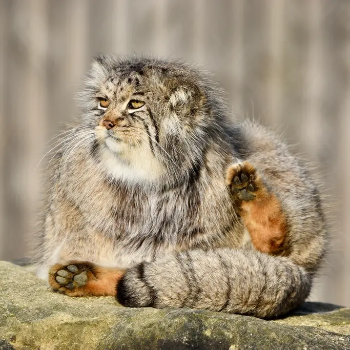 A photograph of Atlan in Port Lympne Wild Animal Park