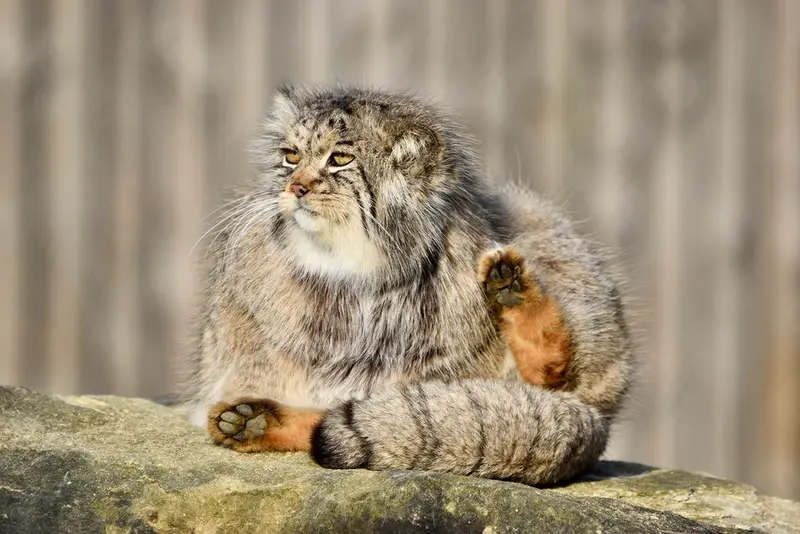 A photograph of Atlan in Port Lympne Wild Animal Park