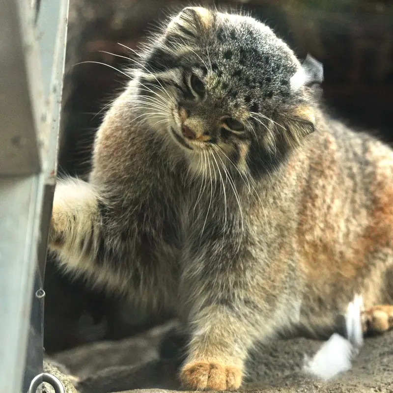 A photograph of Oto in Kobe Animal Kingdom