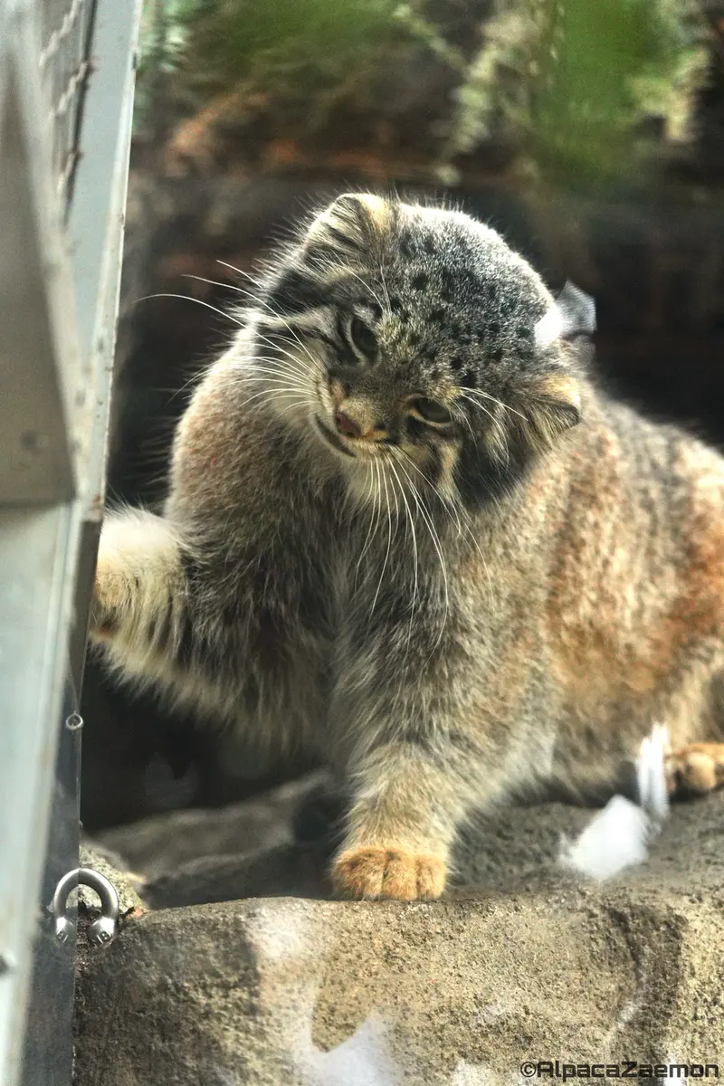 A photograph of Oto in Kobe Animal Kingdom