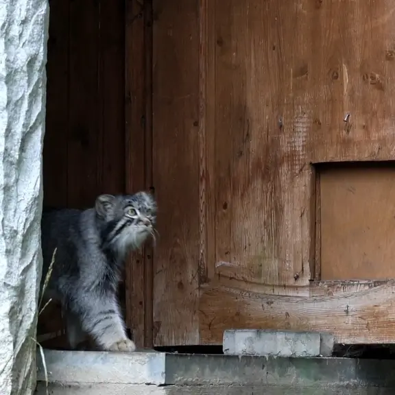 A photograph of a Pallas's cat in Moscow zoo