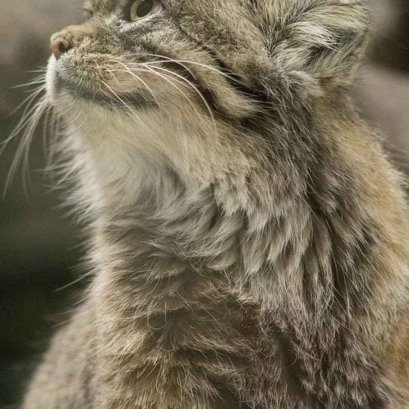 A photograph of Primula in Ueno Zoological Gardens