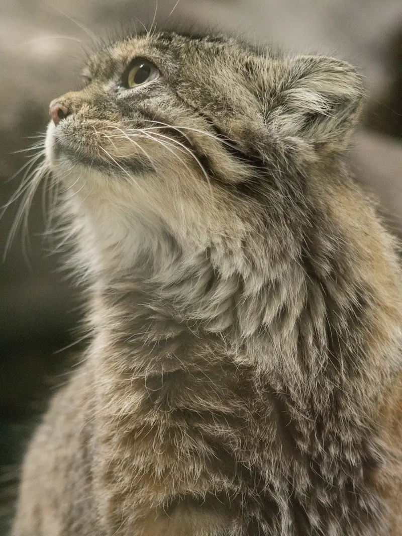A photograph of Primula in Ueno Zoological Gardens