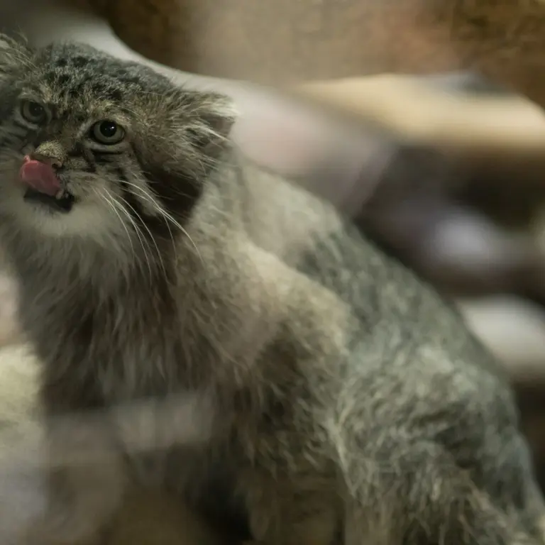 A photograph of Klyon in Ueno Zoological Gardens