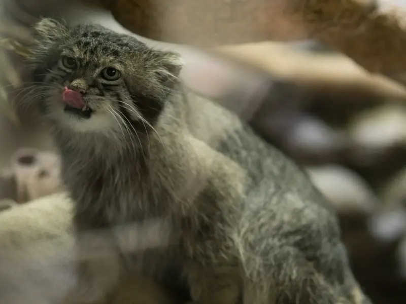 A photograph of Klyon in Ueno Zoological Gardens
