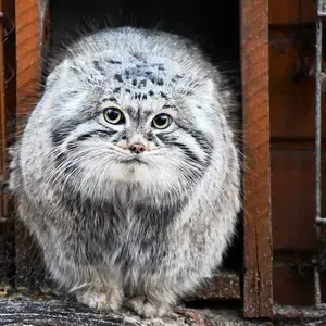 manul birthdays !!!!