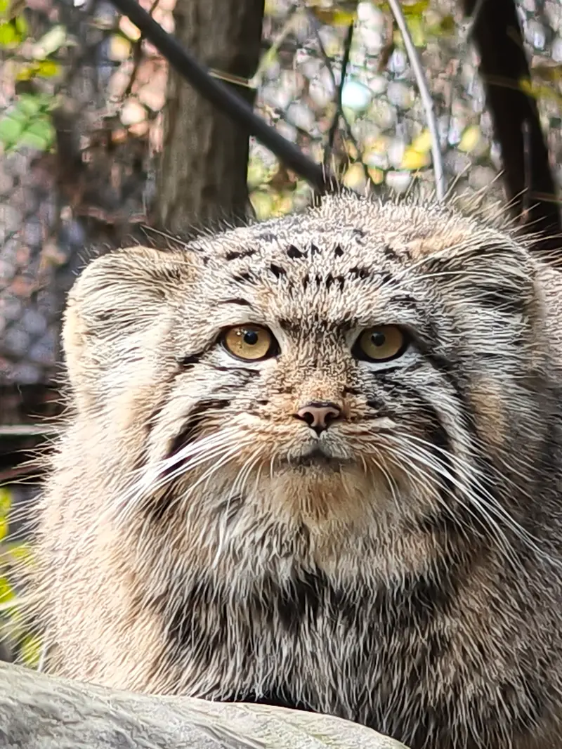 A photograph of a Pallas's cat in Novosibirsk Zoo