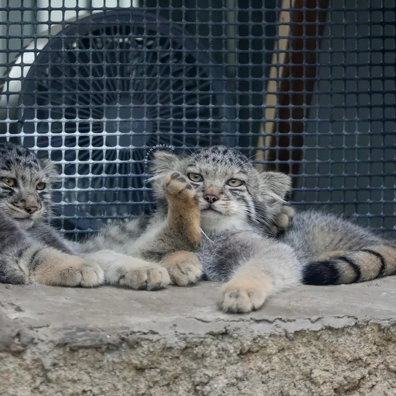 A photograph of San and Bono in Kobe Animal Kingdom