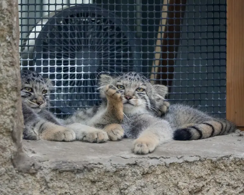 A photograph of San and Bono in Kobe Animal Kingdom