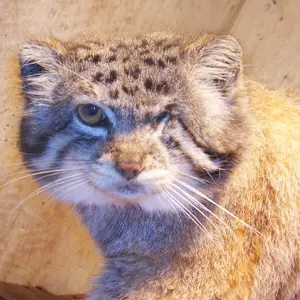 A photograph of Jubei in Higashiyama Zoo and Botanical Gardens