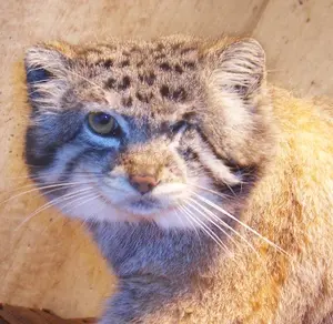 A photograph of Jubei in Higashiyama Zoo and Botanical Gardens