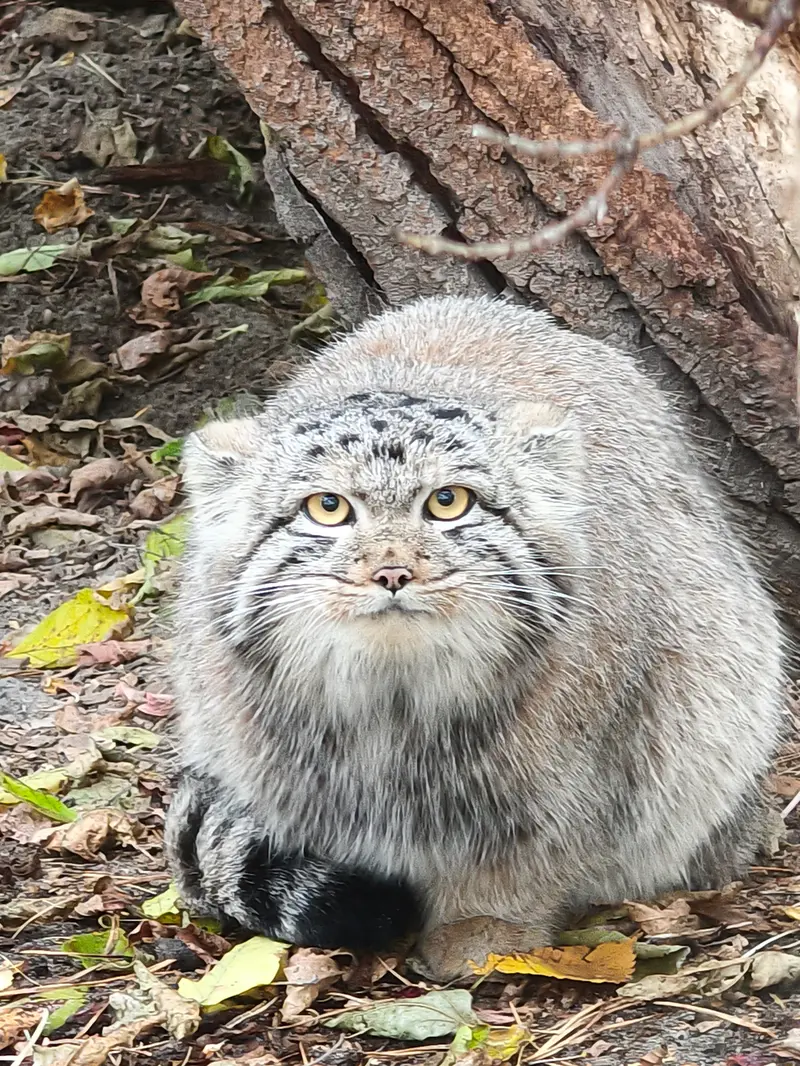 A photograph of a Pallas's cat in Novosibirsk Zoo