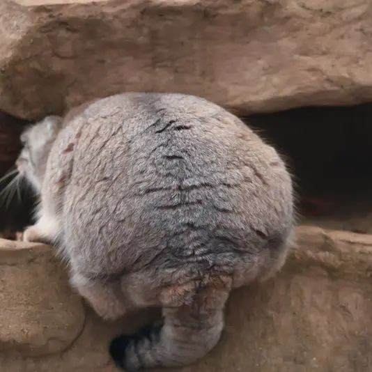 A photograph of Oliva in Saitama Children's Zoo