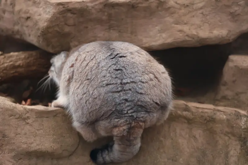 A photograph of Oliva in Saitama Children's Zoo