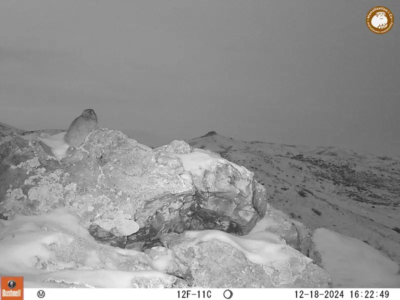 A photograph of Pika from Besshoky 1 camera trap