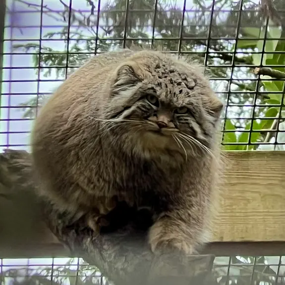 A photograph of Sayan in Cotswold Wildlife Park and Gardens