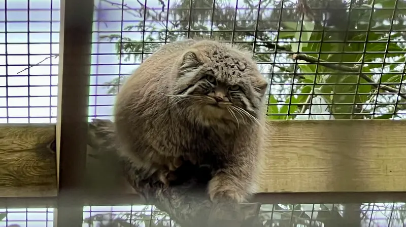 A photograph of Sayan in Cotswold Wildlife Park and Gardens