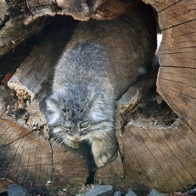 A photograph of Moira in Ostrava Zoo