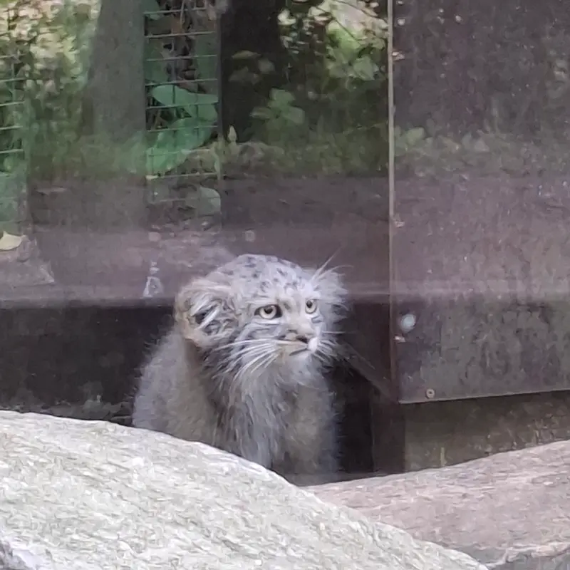A photograph of Kitten of Alani b.2026 Ⅰ in Košice Zoo