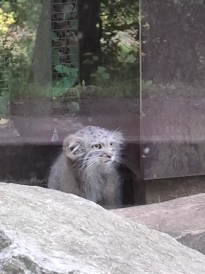 A photograph of Kitten of Alani b.2026 Ⅰ in Košice Zoo