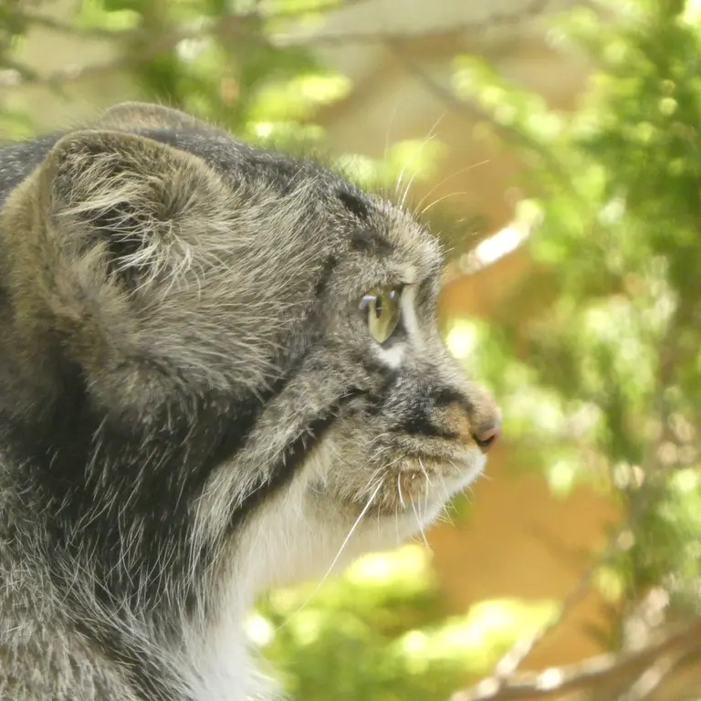 A photograph of Abrikos in Nasu Animal Kingdom
