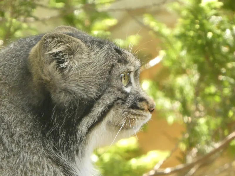 A photograph of Abrikos in Nasu Animal Kingdom