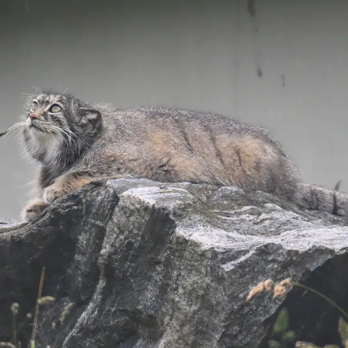 A photograph of Mimi in Korkeasaari Zoo
