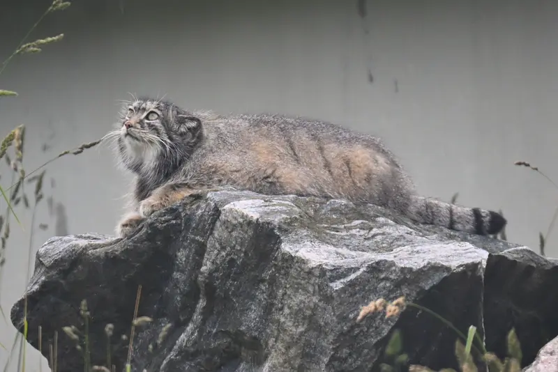 A photograph of Mimi in Korkeasaari Zoo