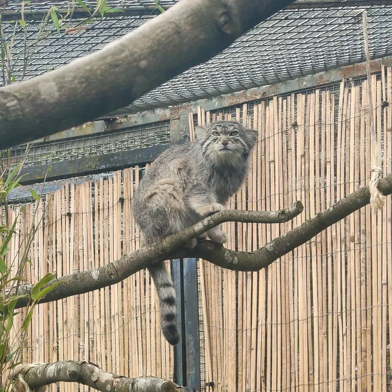 A photograph of Akiko in Edinburgh Zoo