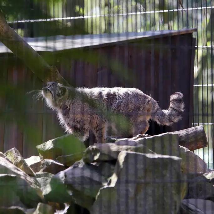 A photograph of Tsas in Kraków Zoo