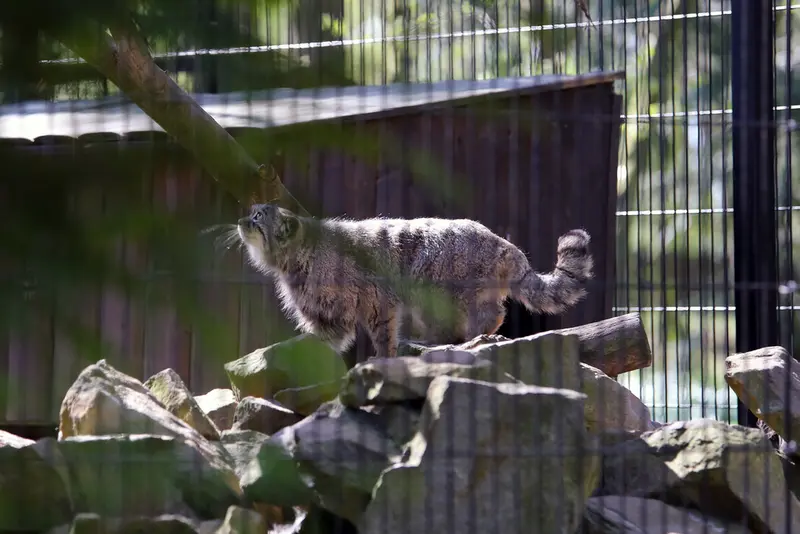 A photograph of Tsas in Kraków Zoo