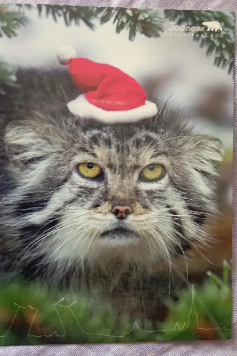 A photograph of a Pallas's cat