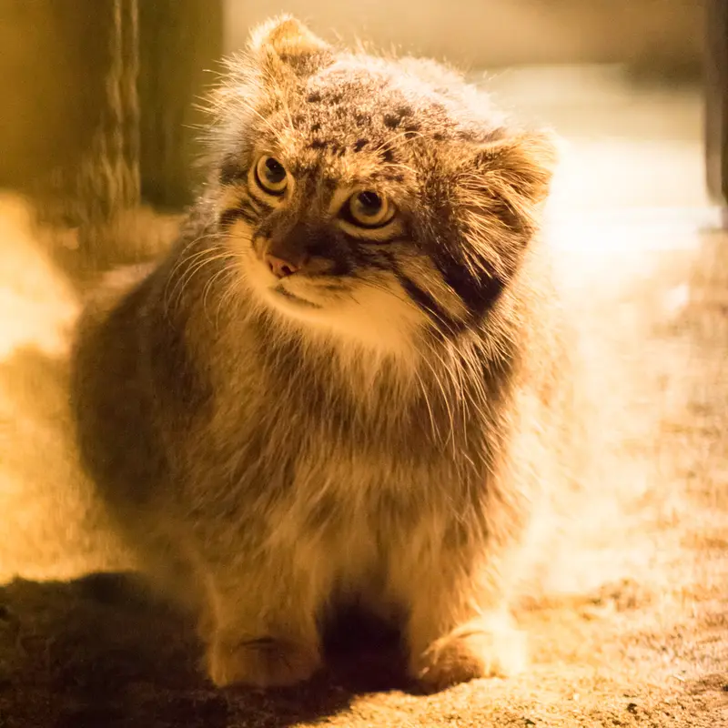 A photograph of Figa in Nogeyama Zoo