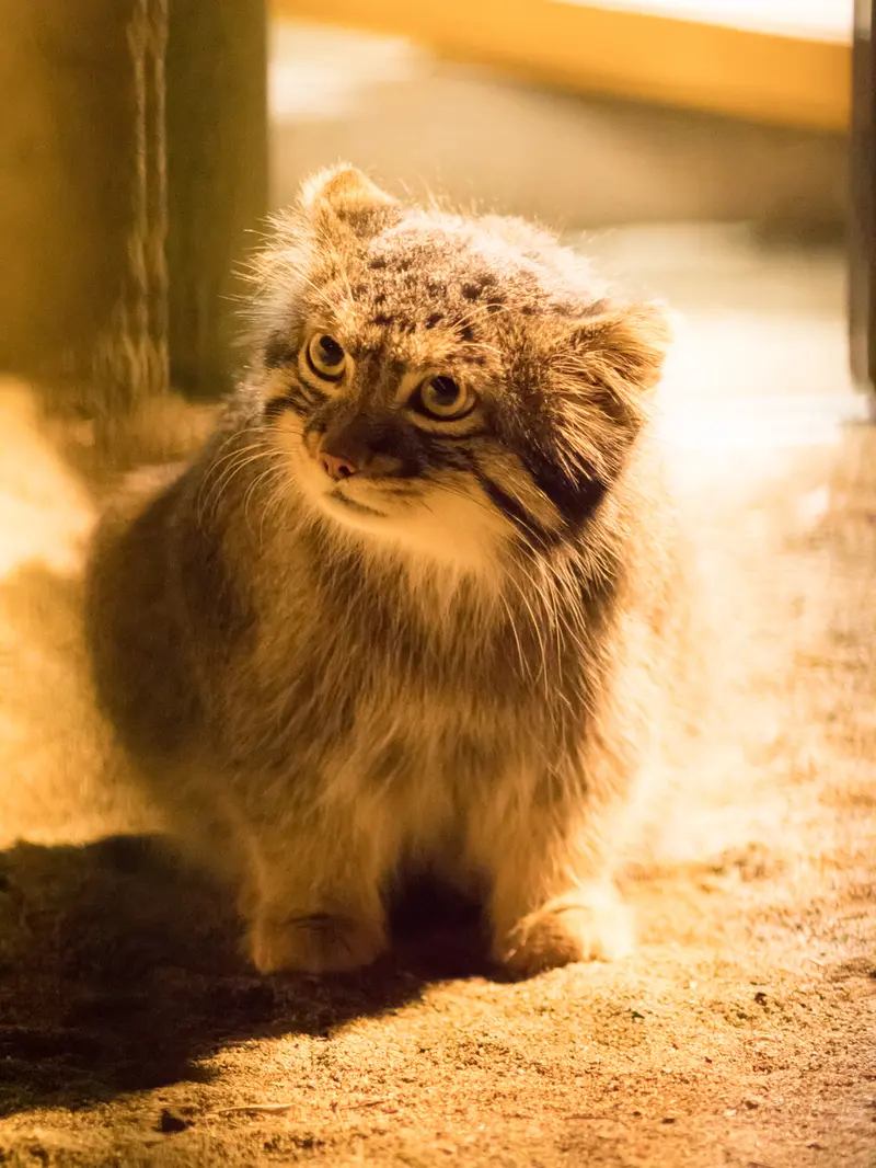 A photograph of Figa in Nogeyama Zoo